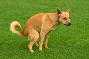 NW Florida dog waste removal