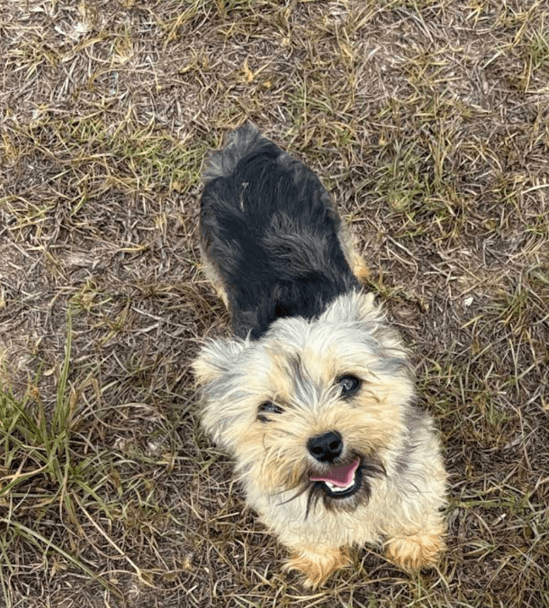 Small tan and black dog with fluffy fur smiling up at the camera.