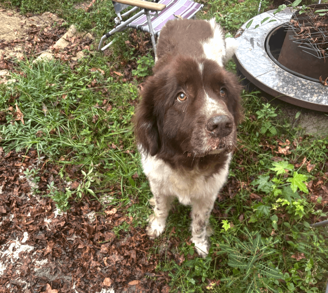Large brown and white dog standing outdoors near a fire pit, looking upward.