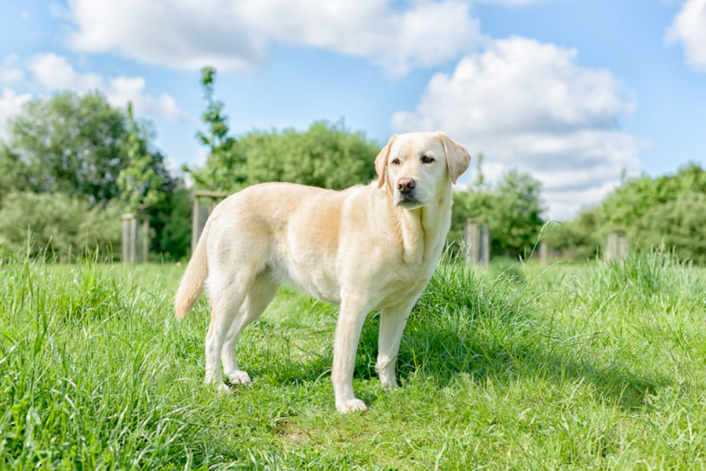 dog poop removal nw florida