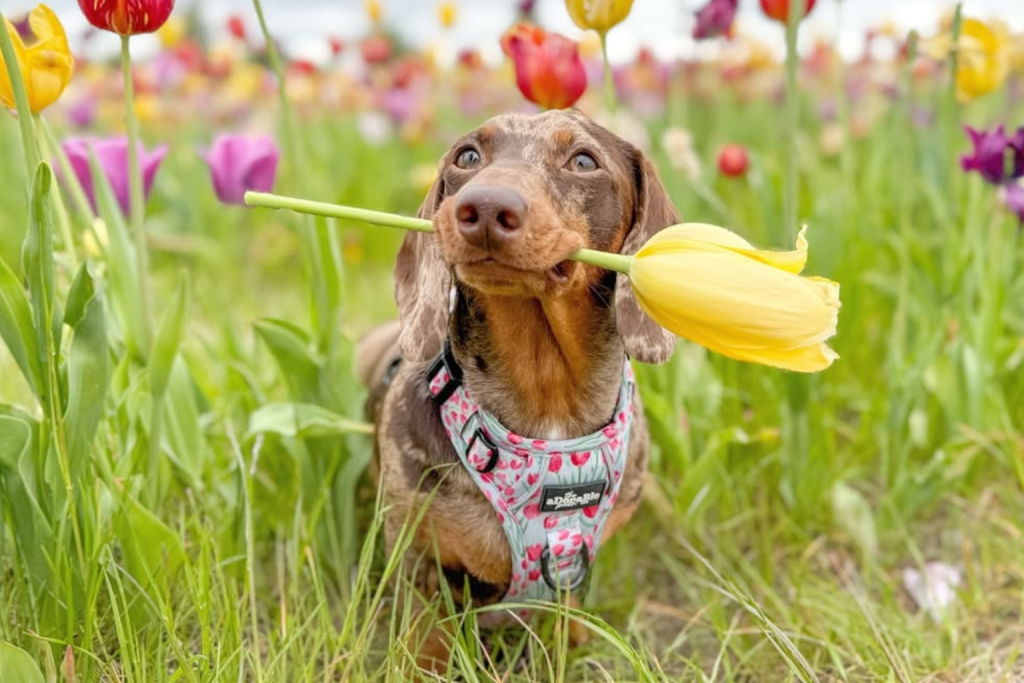 dog scoop service NW Florida